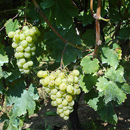 vitis muscat alexandrie